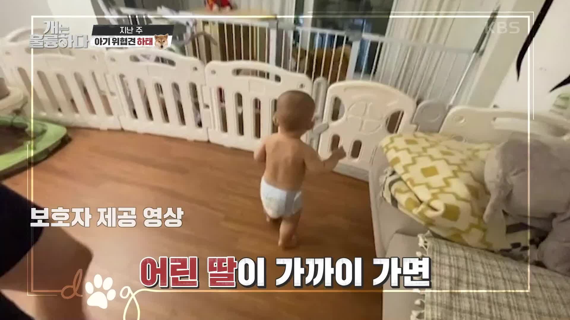 개는 훌륭하다 97회