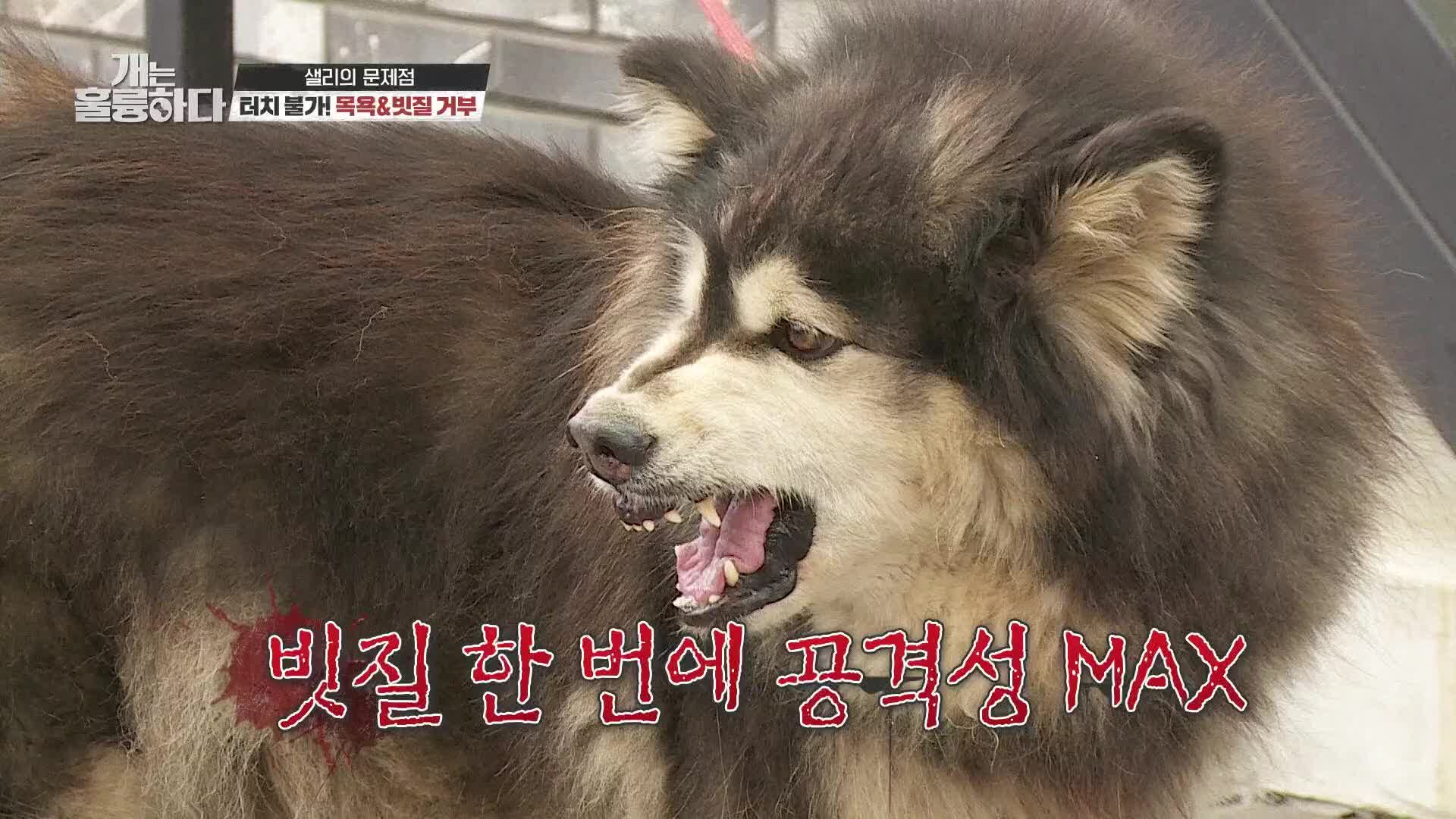 개는 훌륭하다 129회